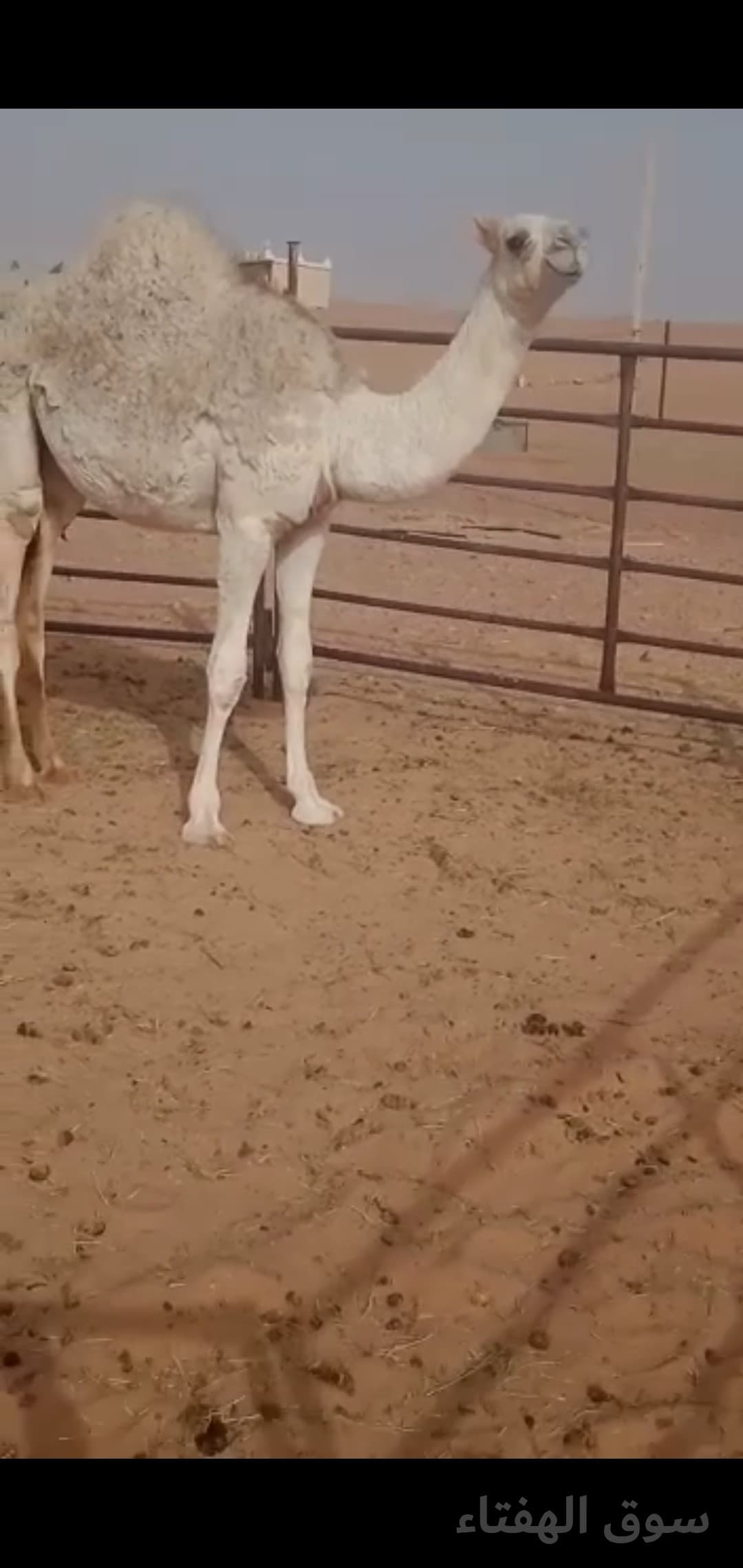 للبيع خلفه مجهم 6