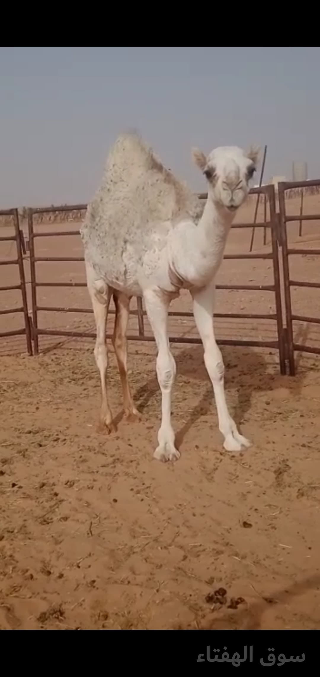 للبيع خلفه مجهم 4