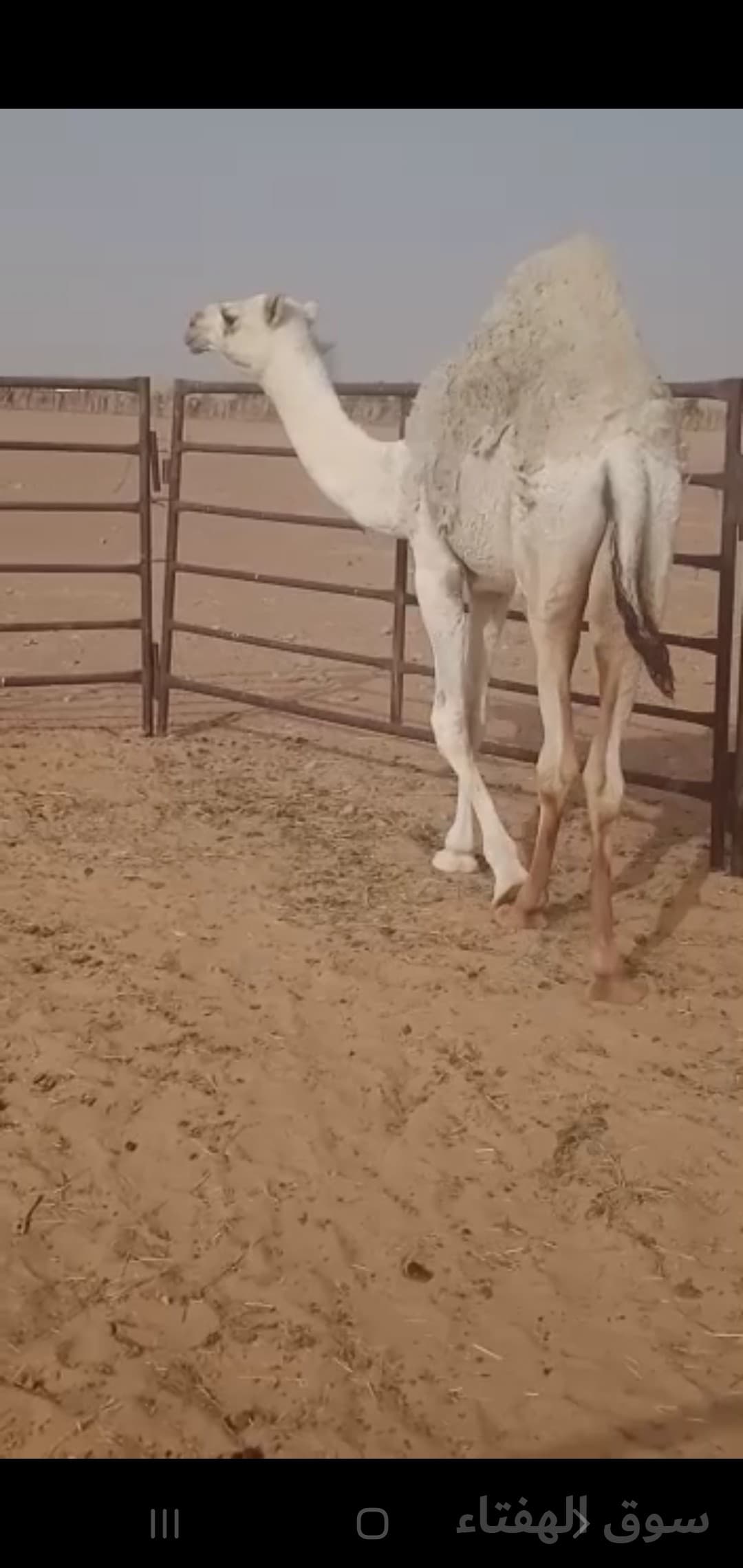 للبيع خلفه مجهم 3