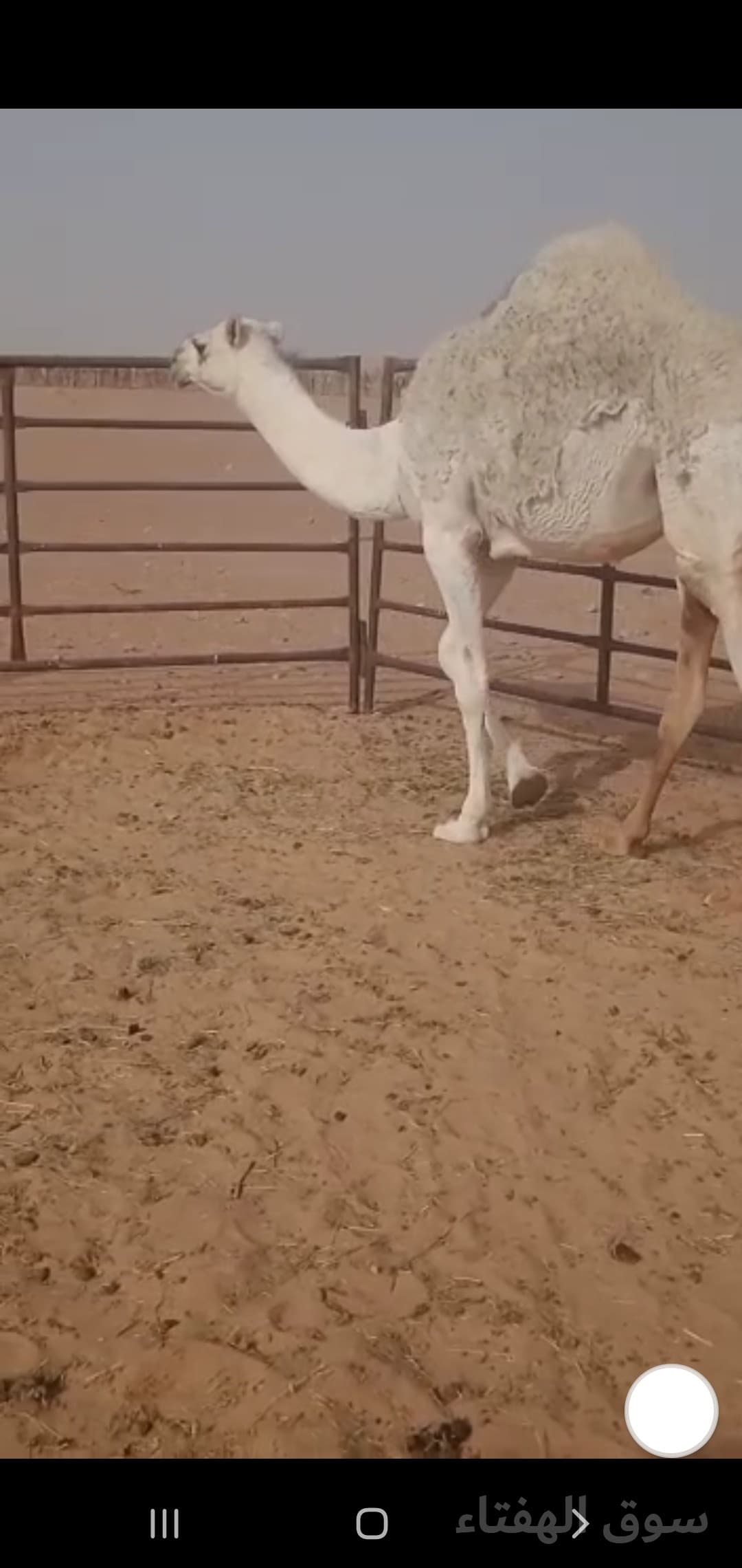 للبيع خلفه مجهم 2