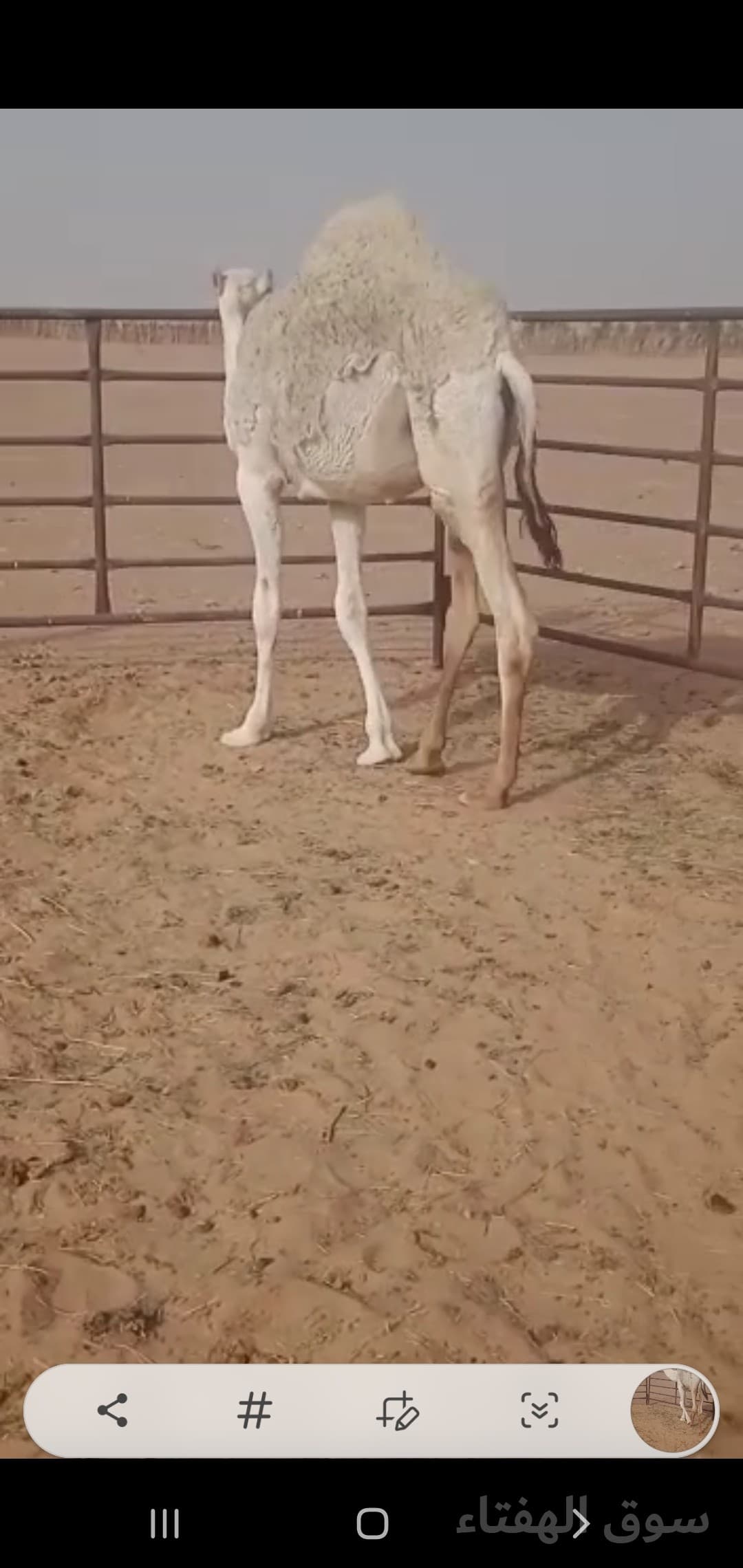 للبيع خلفه مجهم